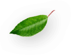 animated falling leaf 1